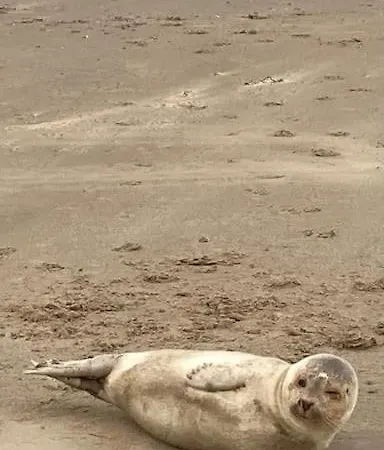 Mint Aan Het Διαμέρισμα *