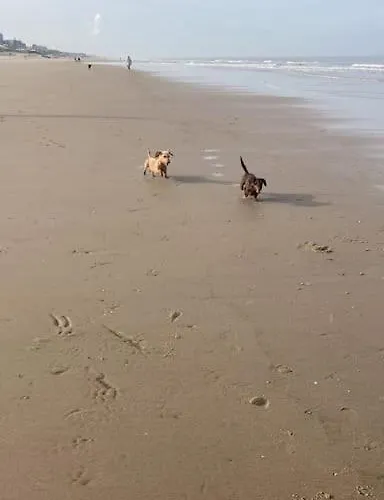 Apartment Mint Aan Het Egmond aan Zee