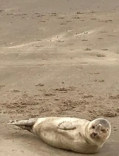 Mint Aan Het Apartment *